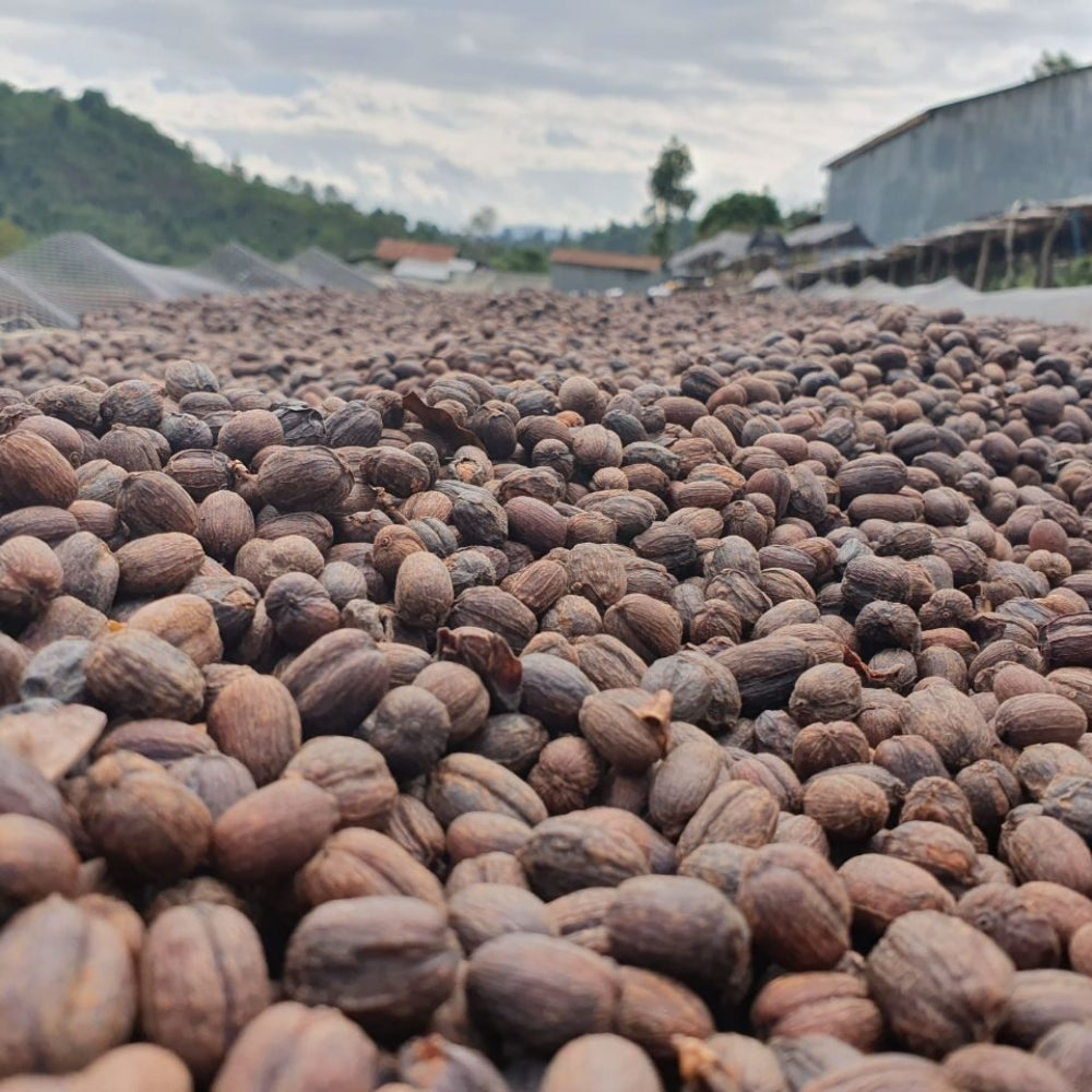 Chicchi di caffè biologico Fair Trade Etiopia Sidamo 500 g